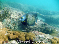 French Angelfish on the Inside Reef at Lauderdale by the Sea by Michael Kovach 
